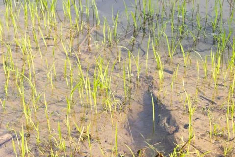 Close-up water into rice fields. Foto stock