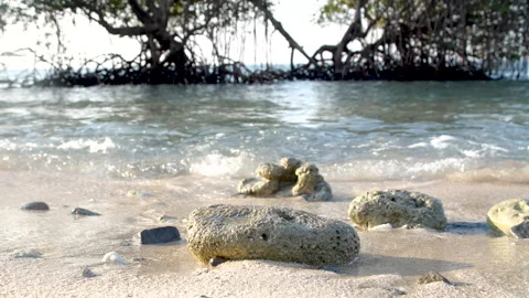 Close up of water on sandy beach with mangrove trees Video stock 135471900