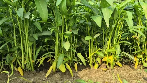 Close Up Of Water Spinach Stalks Standing Upright On Agriculture Soil Bed Stock Footage 337356323