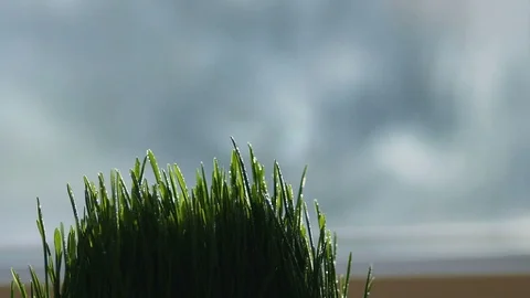 Close-up. Water splashes fall on the grass. Drops of water on the grass. slow Vídeo Stock 90632116