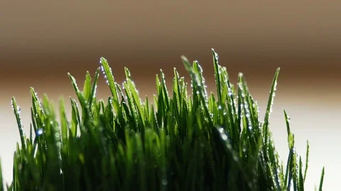 Close-up. Water splashes fall on the grass. Drops of water on the grass. slow 動画素材 90633287