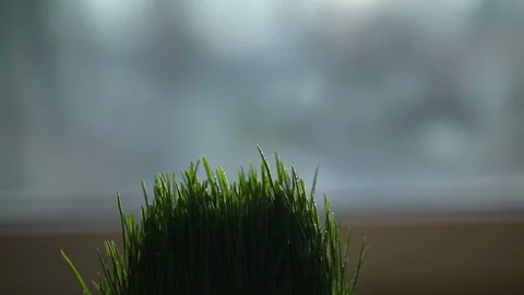 Close-up. Water splashes fall on the grass. Drops of water on the grass. slow Vídeo Stock 90635319