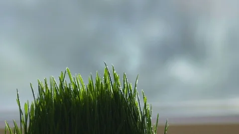 Close-up. Water splashes fall on the grass. Drops of water on the grass. slow Stock Footage 90821157