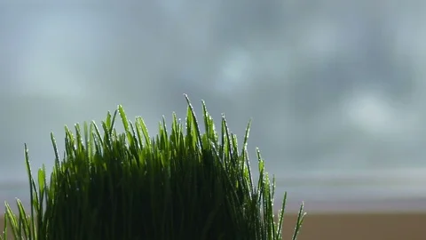 Close-up. Water splashes fall on the grass. Drops of water on the grass. slow Vídeos de archivo 90821639