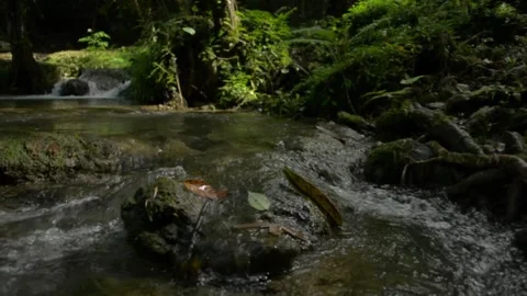 Close up water stream flowing over the mossy rocks through greenery plants. Stock Footage 164453274