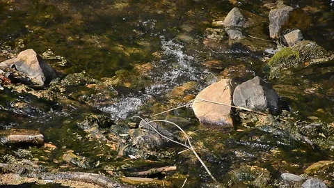 Close up of water in a stream Stock Footage 95246890