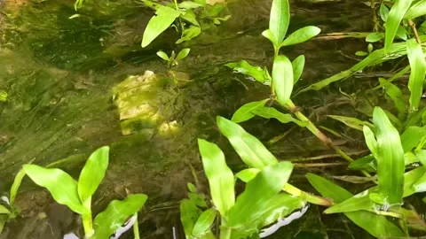 Close up of water stream or flows in a shallow river with green plants Stock Footage 232352213