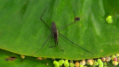 Close-up of a water Strider sitting on a sheet of water lilies in the pond. Stock Footage 105504618