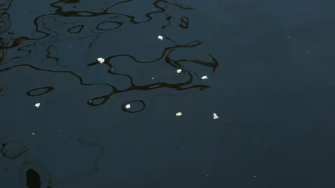 Close up water surface as Grey Mullet fish eat bread floating on water Stock Footage 113589862