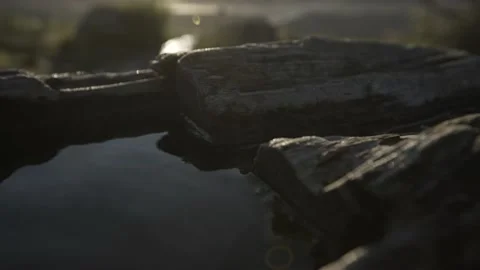 Close up on water in a tree trunk Stock-Footage 131511474