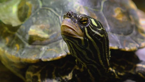 Close up of water turtle Stock Footage 143219614