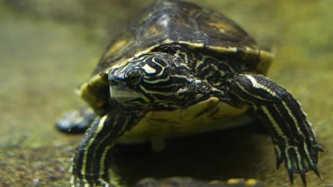 Close up of a water turtle Stock Footage 233790873