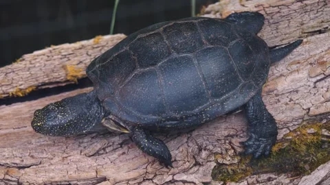 Close up of water turtle Stock Footage 251303797