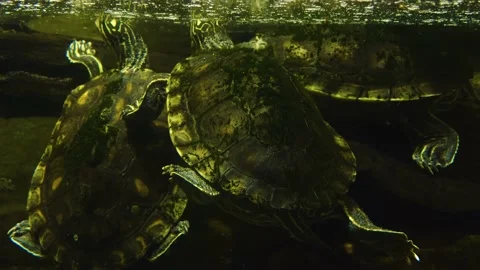 Close up of water turtles Stock Footage 141280959