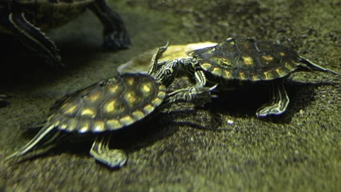 Close up of water turtles Stock Footage 233438297