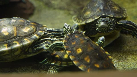 Close up of a water turtles Stock Footage 234122310