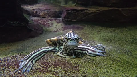 Close up of a water turtles Stock Footage 266065074