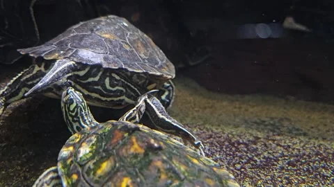 Close up of a water turtles Stock Footage 266065370