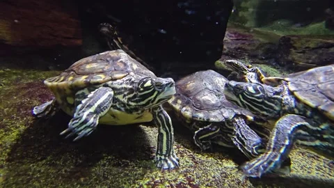 Close up of water turtles Stock Footage 277364238