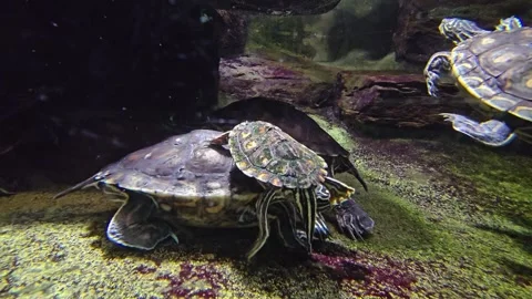 Close up water turtles Stock Footage 277418660