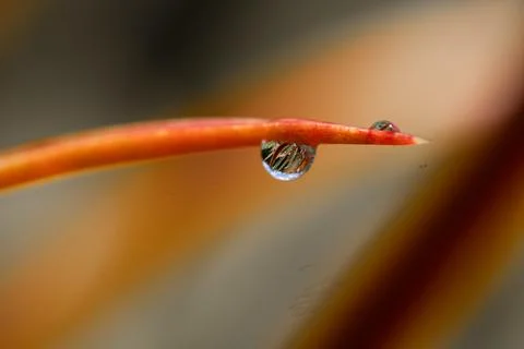 Close-up waterdrop on orange leaf. Stock-Fotos