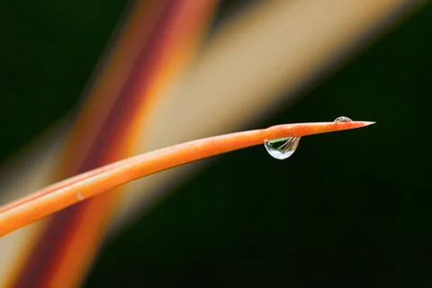 Close-up waterdrop on orange leaf. Stock Photos