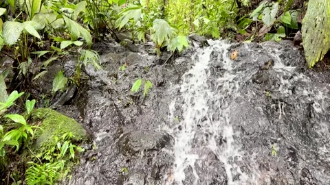 Close Up Waterfall Cascading Mossy Rocks Pachijal Cloud Forest Ecuador Stock Footage 336583888