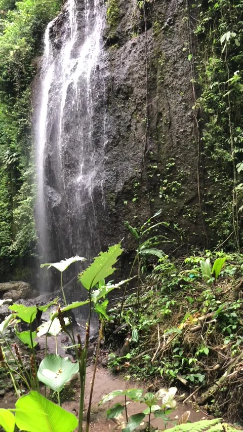 Close up waterfall flowing over mossy rocks tropical forest texture Stock Footage 332227655