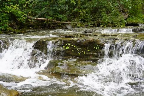 Close-up waterfall on forest stream. Stock Photos