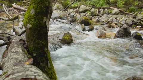 Close-up of a waterfall in a summer forest. Video stock 116354421
