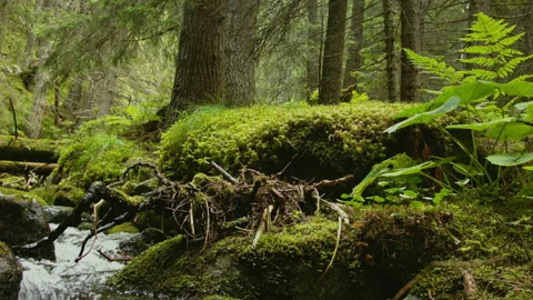 Close-up of a waterfall in a summer forest. Stock Footage 116355838