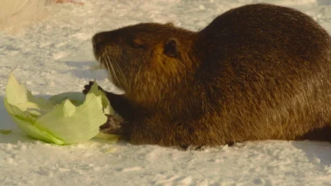 Close-up, waterfowl rat eats cabbage leaf sitting in the snow in the park Stock Footage 188074432