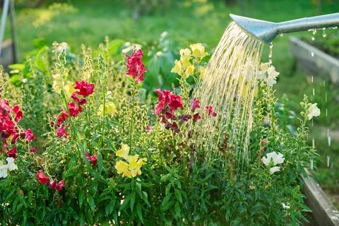 Close-up of watering can in hands watering Antirrhinum flowers in summer garden Stock Photos