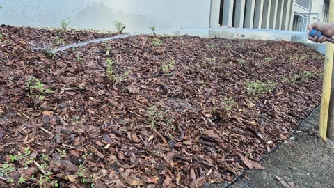 Close Up of Watering Green Garden Plants in Mulch Bed Stock Footage 338192165