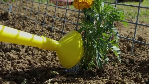 Close-up watering plant Video stock 197840967