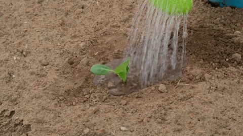Close-up of watering a planted cabbage sprout from a watering can Stock Footage 308847290