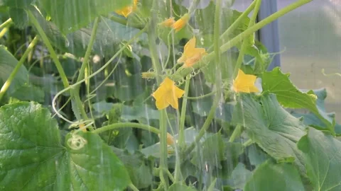 Close -up watering of plants vegetables cucumbers from a watering can Stock-Footage 201891039