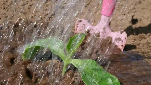 Close-up of watering a pumpkin sprout and a shovel in slow motion, 240 fps Stock Footage 310317678