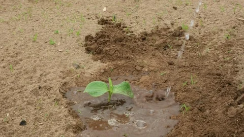 Close-up of watering a pumpkin sprout. Concept of Gardening. Springtime summer Stock Footage 277253140