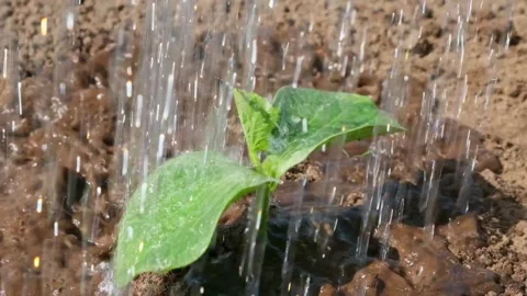 Close-up of watering a pumpkin sprout in slow motion, 240fps Stock Footage 309982586