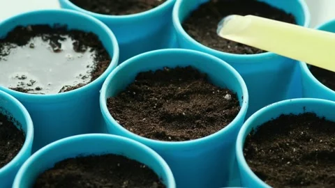 Close-up of watering soil in a blue pots with planted seeds from a watering can Stock Footage 268551448