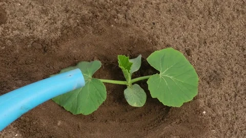 Close-up of watering a sprout of pumpkin. Concept of Gardening.  Stock Footage 276964448