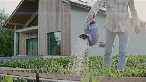Close up of watering vegetable beds with a watering can in the backyard Video stock 199869901