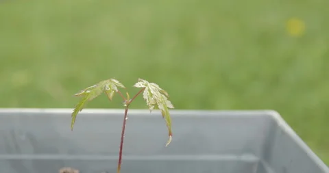 Close up watering a young tree Stock Footage 132084354