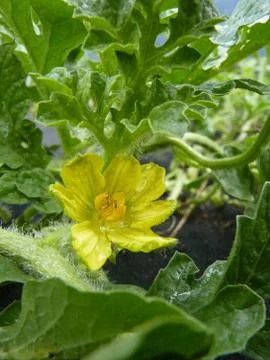 Close Up of Watermelon Melon Flower Stock Photos