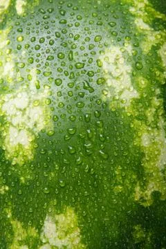 Close-up of watermelon. Stock Photos