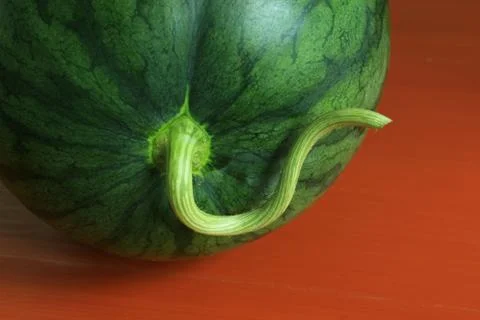 Close up of  watermelon Foto stock