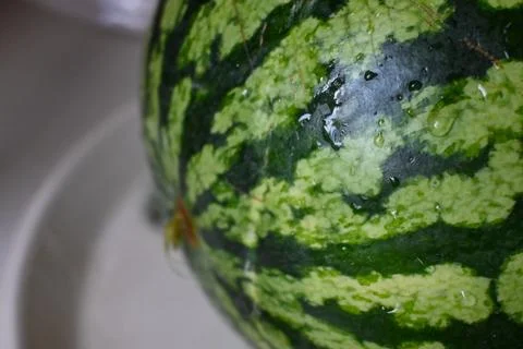 Close-up of a watermelon rind Stock Photos
