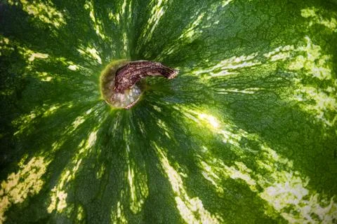 Close up watermelon rind texture stem detail natural pattern surface Stock Photos