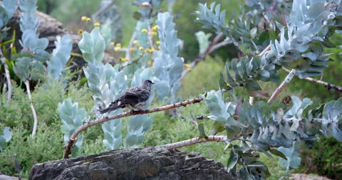 Close up of Wattle Bird Stock Footage 137491032